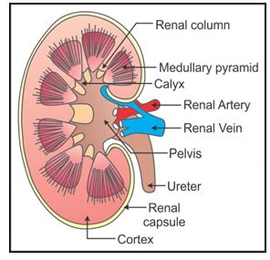 ICSE Class 10 Previous Year Papers Biology 2019_S4-3