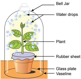 ICSE Class 10 Previous Year Papers Biology 2019_Q5-1