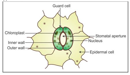 ICSE Class 10 Previous Year Papers Biology 2019_S5-3