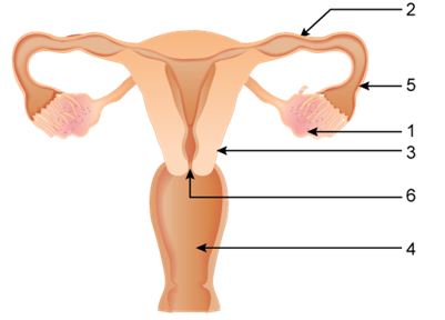 ICSE Class 10 Previous Year Papers Biology 2019_Q7-1