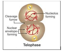 ICSE Class 10 Previous Year Papers Biology 2019_S6-2