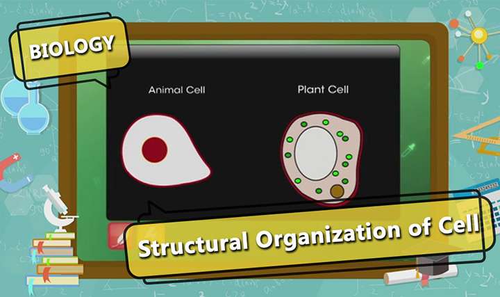 videoimg/Structural_Organization_of_Cell_ENG_SEG_01_New.jpg