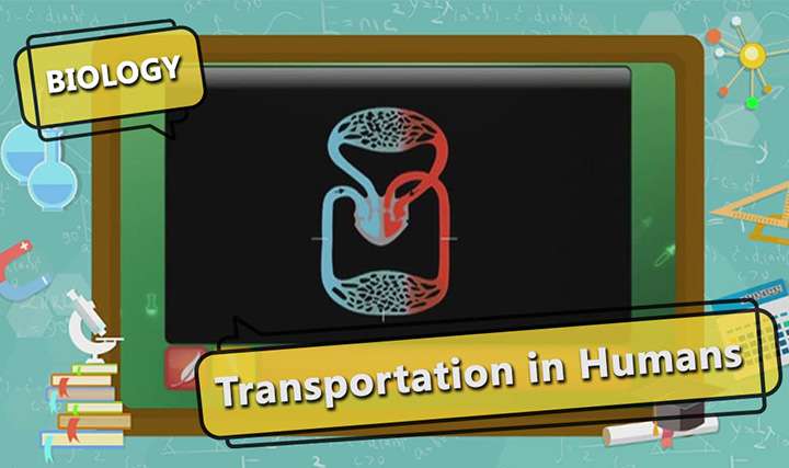 videoimg/Transportation_in_Humans_SEG_01_New.jpg