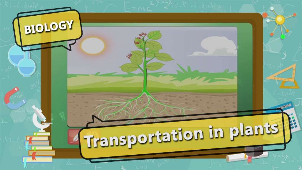 ICSE Class 8-Transport in Plants - Plant 1