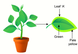 ICSE Class 10 Sample Papers Biology 2021_Q15-1