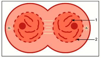 ICSE Class 10 Sample Papers Biology 2021_Q20-1