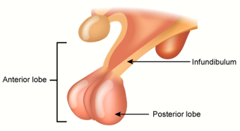 ICSE Class 10 Sample Papers Biology 2021_Q13-1