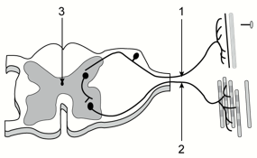 ICSE Class 10 Sample Papers Biology 2021_Q19-1