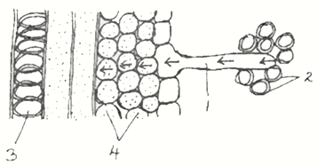 ICSE Class 10 Sample Papers Biology 2021_Q12-1