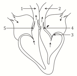 ICSE Class 10 Sample Papers Biology 2021_Q18-1